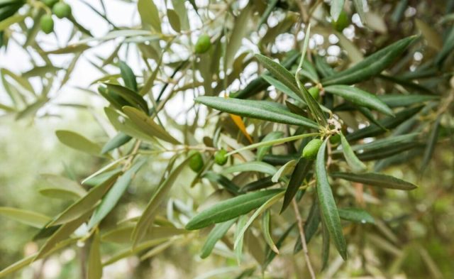 Zeytin ağacı : başarılı budama için ipuçları ve tavsiyeler